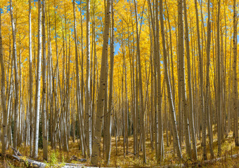 Panorama of Yellow Aspen Trees 