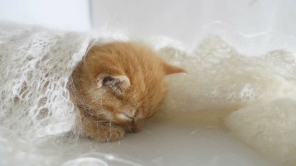 redhead little kitten asleep wrapped in a knitted cat shawl downy video