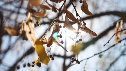 autumn maple helicopter branches tree swaying nature