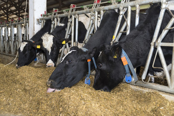 Cows and hay in the barn