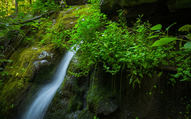 Lush green moss surrounding a waterfall 
