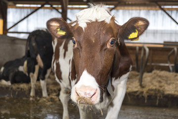Cows and hay in the barn