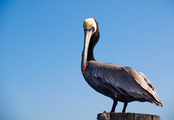 Alaskan Brown Pelican - Close up of a Alaskan Brown Pelican