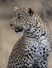 Head and shoulders shot of a leopard looking for prey with golden grass background. Taken in the Masai Mara Kenya.