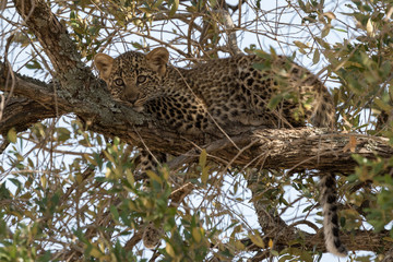 Leopard cub lying on a branch in a tree waiting for Mum in safety. Taken in the Masai Mara Kenya.