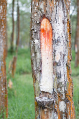 Tapping the raw rubber from rubber tree farm
