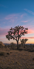 Obraz premium Large Joshua Tree Sunset 