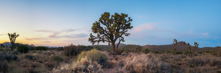 Sunset panorama of a large Joshua Tree 