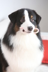Obraz na płótnie Canvas Black dog holding candy cane in his mouth
