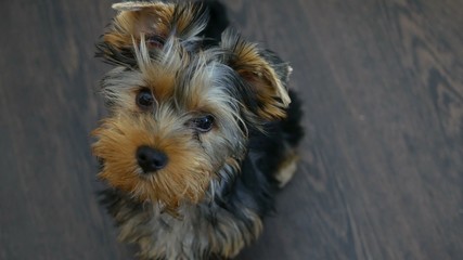 pet dog Yorkshire Terrier sitting looking at the camera
