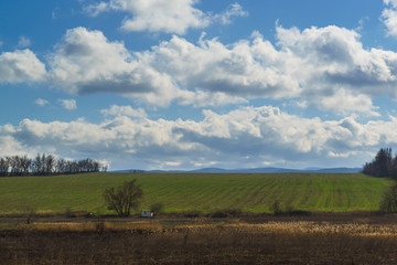 The field of green shoots of winter crops. Spring landscape.