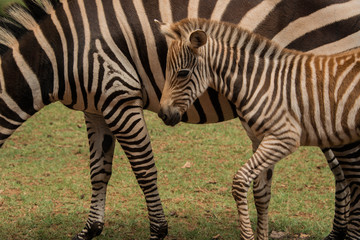 Zebra baby with mother in Serengeti, Africa