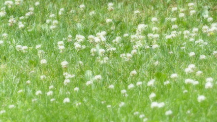 Lush green back yard clovers