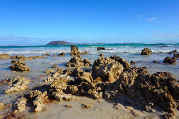 Corals on the Atlantic coast. Canary Islands, Fuerteventura
