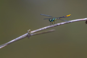 Rhinagrion viridatum, beautiful dragonfly on branch.
