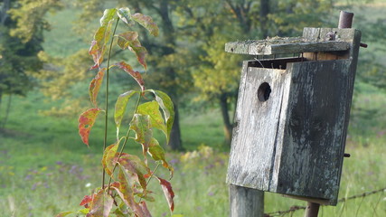 Abandoned Bird House