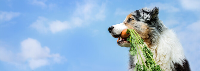 Hund im Seitenprofil mit einer Karotte im Maul vor blauem Himmel mit weißen Wölkchen - 131893802