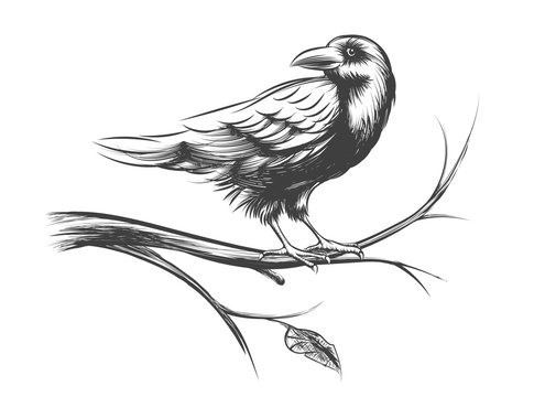 Shivans Creative Studio Pencil Portrait Sketching Of A Crow