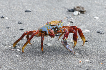 Sally Lightfoot Crab 
