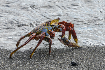 Sally Lightfoot Crab