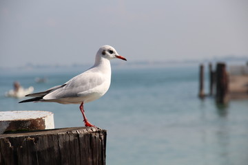 Möwe am Gardasee