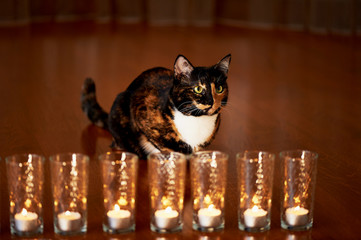 The cat with half black face, half red, sits and stares at the burning candles. Yin Yang