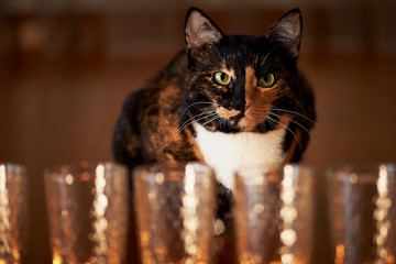 The cat with half black face, half red, sits and stares at the burning candles. Yin Yang