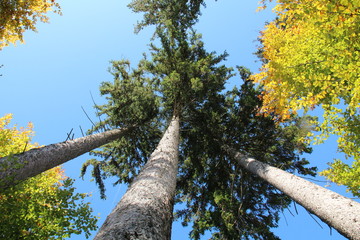 Blick aud Baumkrone im Wildpark Poing im Herbst