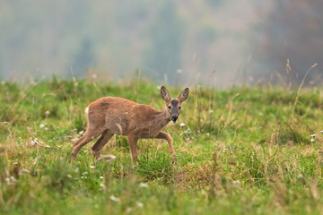 european roe deer, capreolus capreolus, czech republic