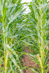 view of a corn field © NatureQualityPicture