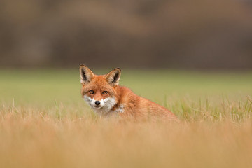  red fox, vulpes vulpes, Czech republic