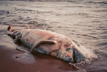 rotting whale carcass 
