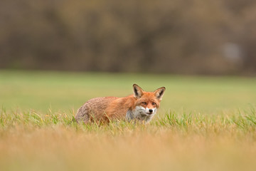  red fox, vulpes vulpes, Czech republic