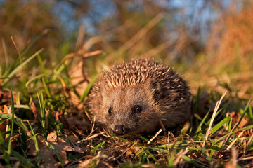 european hedgehog, erinaceus europaeus, Czech republic