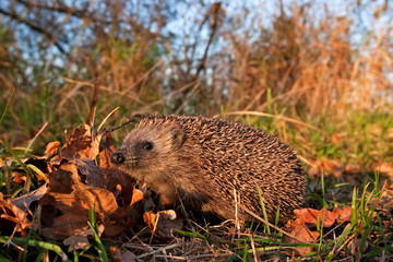 european hedgehog, erinaceus europaeus, Czech republic