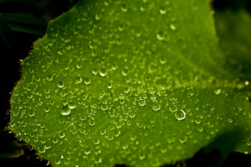 gotas de rocio