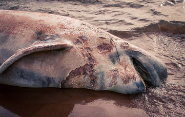 rotting whale carcass 
