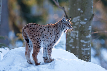 eurasian lynx, lynx lynx, Germany