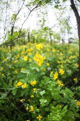 Obraz premium Celandine (Chelidonium majus) plants and flowers in the forest. Fisheye lens effects and soft focus