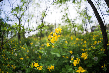 Celandine (Chelidonium majus) plants and flowers in the forest. Fisheye lens effects and soft focus