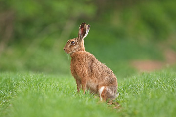 european hare, lepus europaeus, czech republic