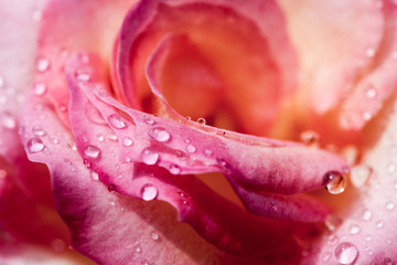 Obraz premium Colorful, beautiful, delicate rose petals and water drops
