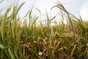 Wheat field at sunset. Fisheye lens effects