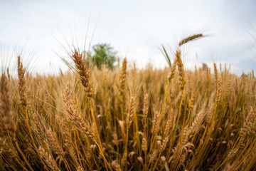 Wheat field at sunset. Fisheye lens effects