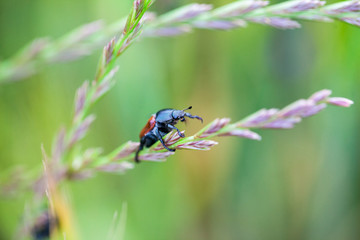Insect on a plant in the field
