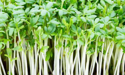 Fresh green watercress