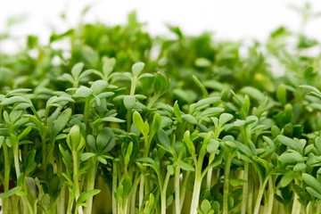 Fresh green watercress