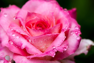 Colorful, beautiful, delicate rose petals and water drops