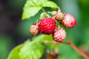 Raspberries on the branch in the garden