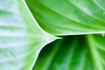 Green, abstract composition with leaf texture and soft focus